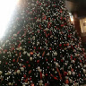 Meet your Posher, Riley